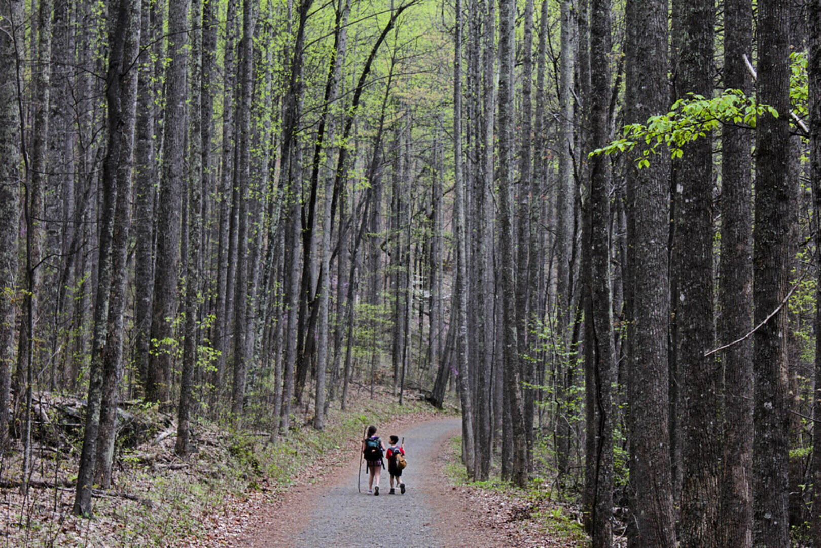 Old Rag Forest Trail